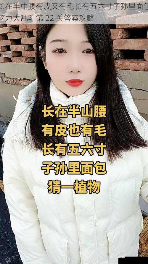 长在半中腰有皮又有毛长有五六寸子孙里面包脑力大乱斗第 22 关答案攻略