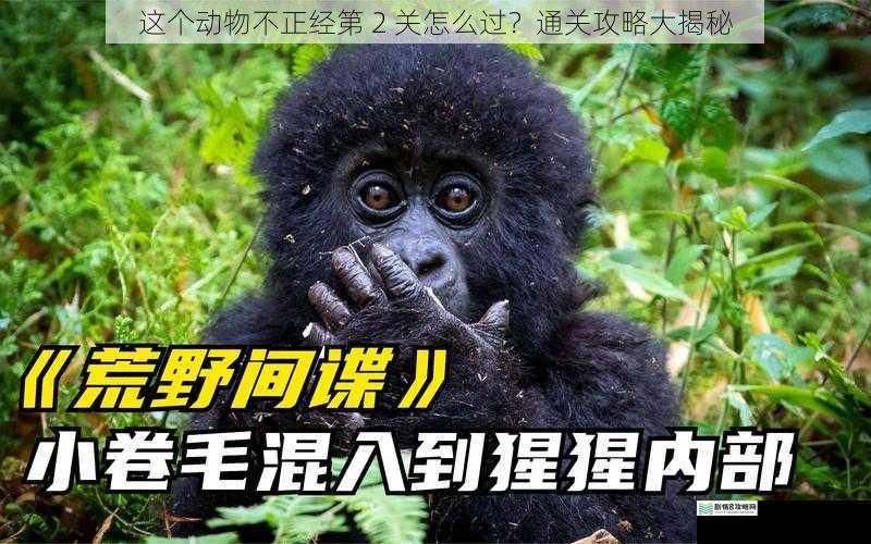 这个动物不正经第 2 关怎么过?通关攻略大揭秘