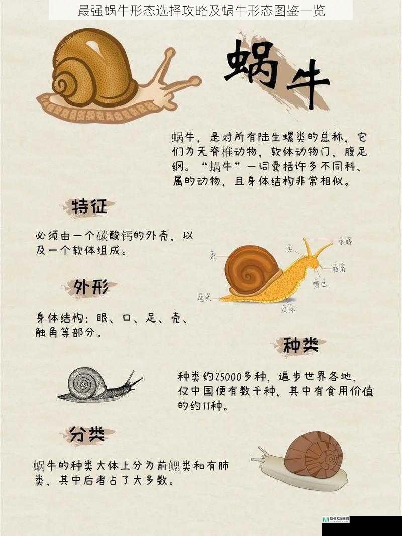 最强蜗牛形态选择攻略及蜗牛形态图鉴一览