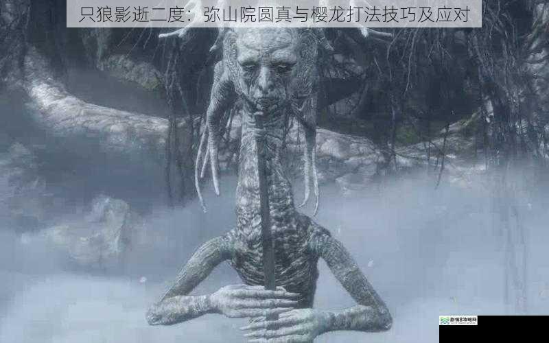 只狼影逝二度:弥山院圆真与樱龙打法技巧及应对