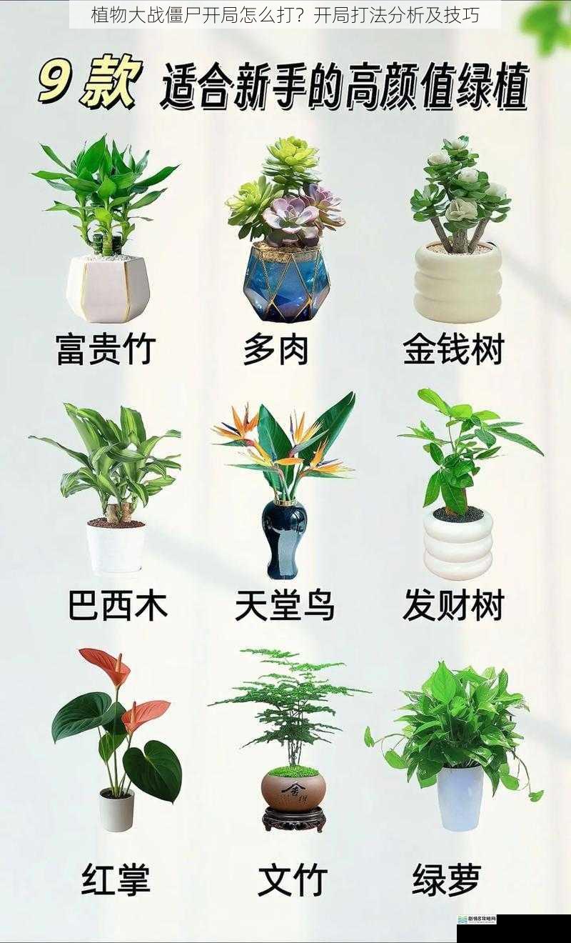 选择合适的植物