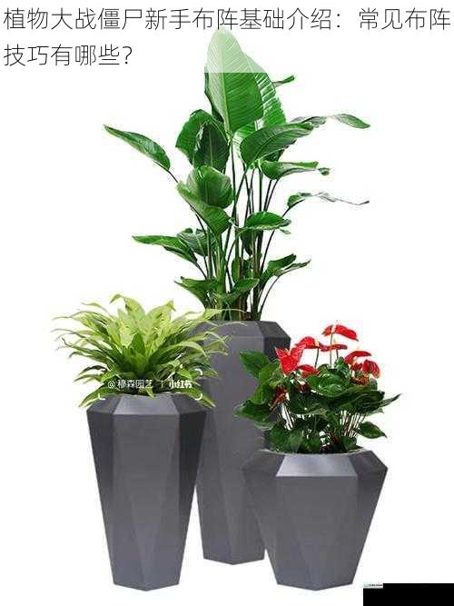 选择合适的植物组合