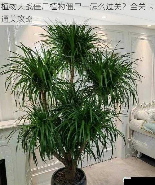 选择合适的植物