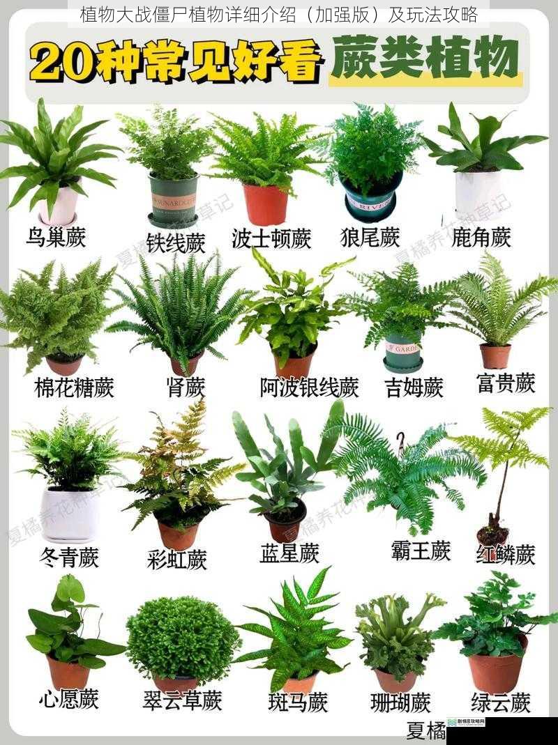 植物种类及特点