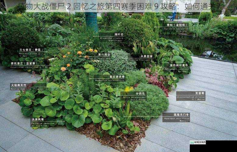 合理搭配植物阵容
