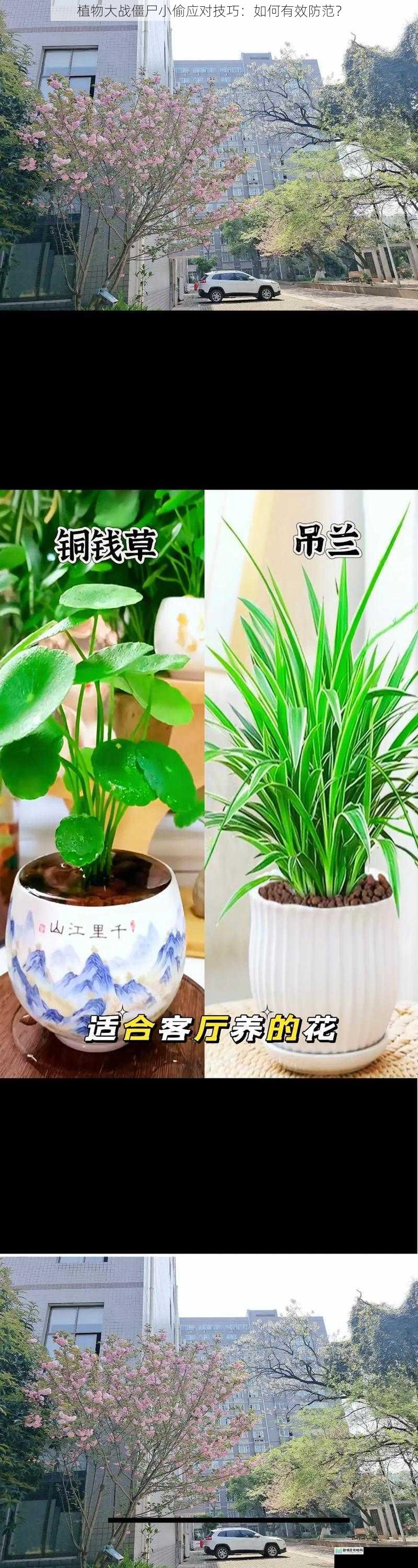 种植合适的植物