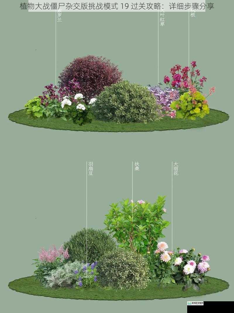 合理搭配植物