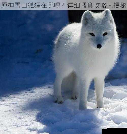 雪山狐狸的分布位置