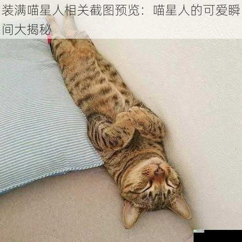 喵星人的睡姿百态