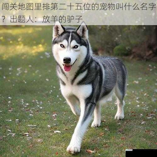 宠物的外貌特征