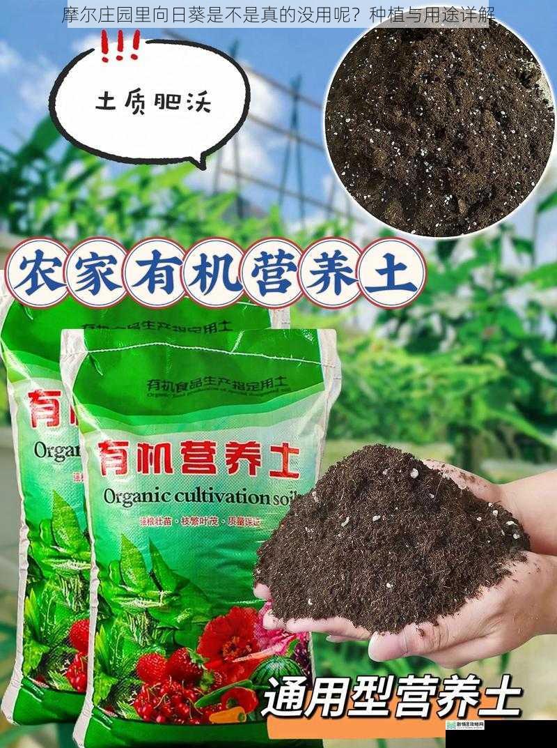 外观与种植条件