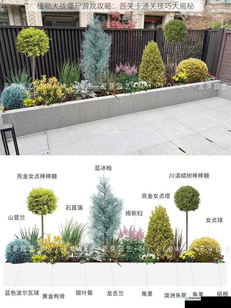 植物选择与搭配
