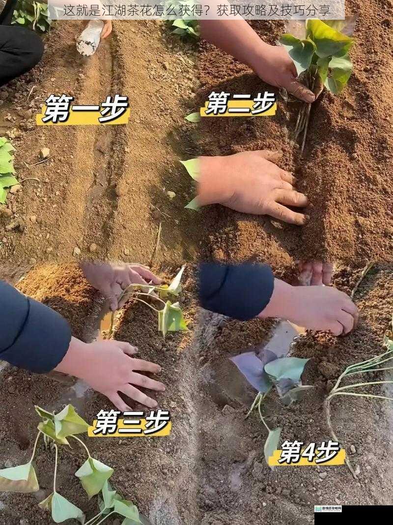 种植技巧篇