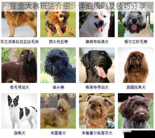 宠物种类与分布