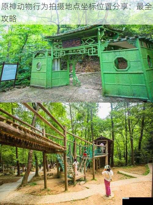 森林区域