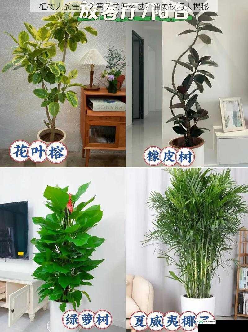合理布局植物