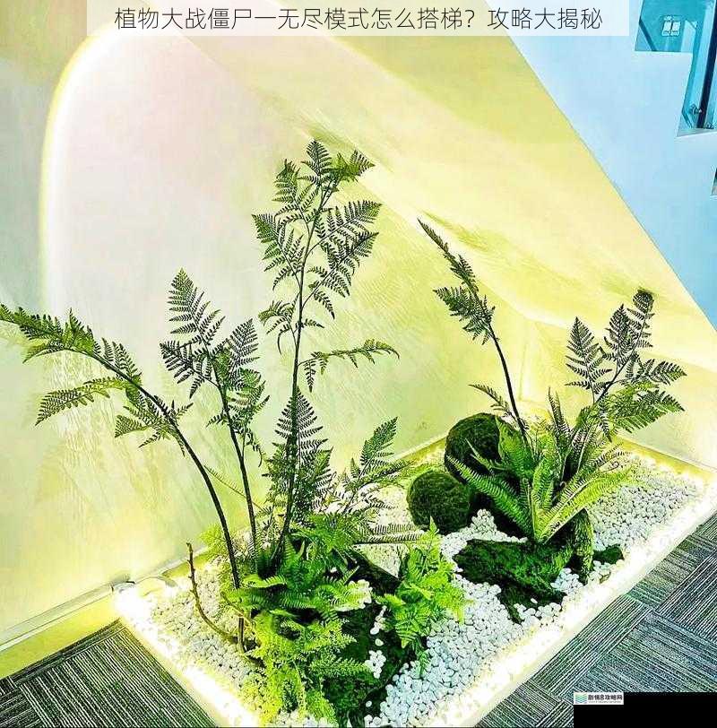 选择合适的搭梯植物