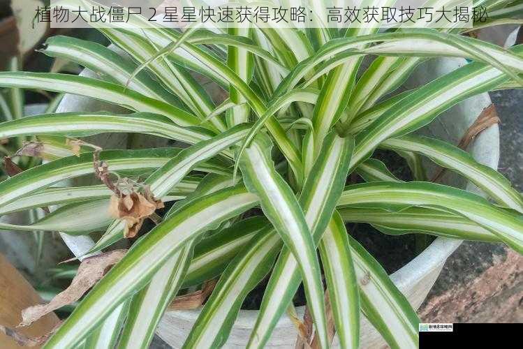 选择合适的植物