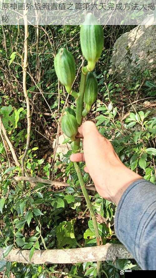 寻找神秘青植