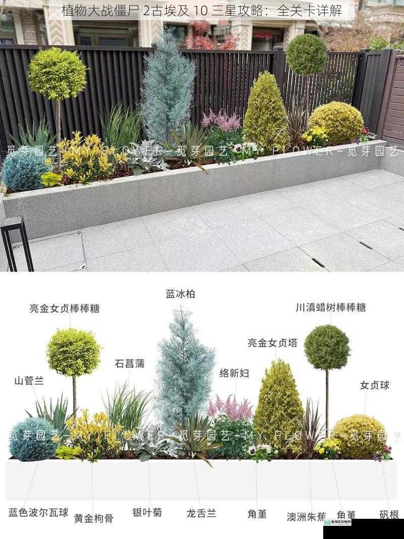 植物搭配攻略