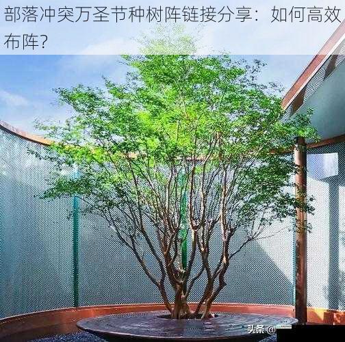 选择合适的树种