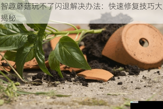 智趣蘑菇玩不了闪退解决办法:快速修复技巧大揭秘