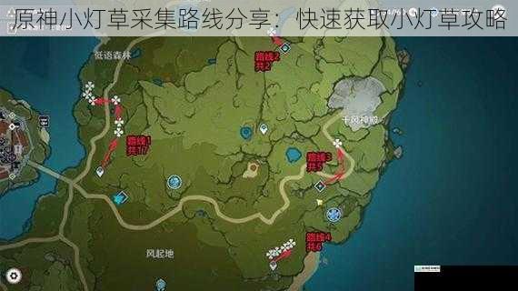 原神小灯草采集路线分享:快速获取小灯草攻略