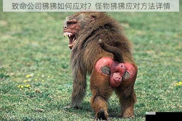 致命公司狒狒如何应对?怪物狒狒应对方法详情