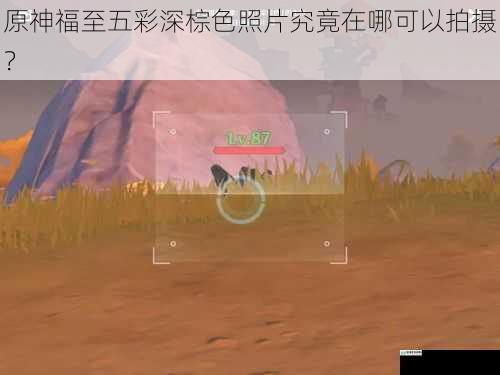 原神福至五彩深棕色照片究竟在哪可以拍摄?