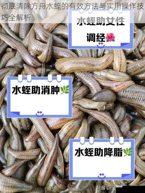 彻底清除方舟水蛭的有效方法与实用操作技巧全解析
