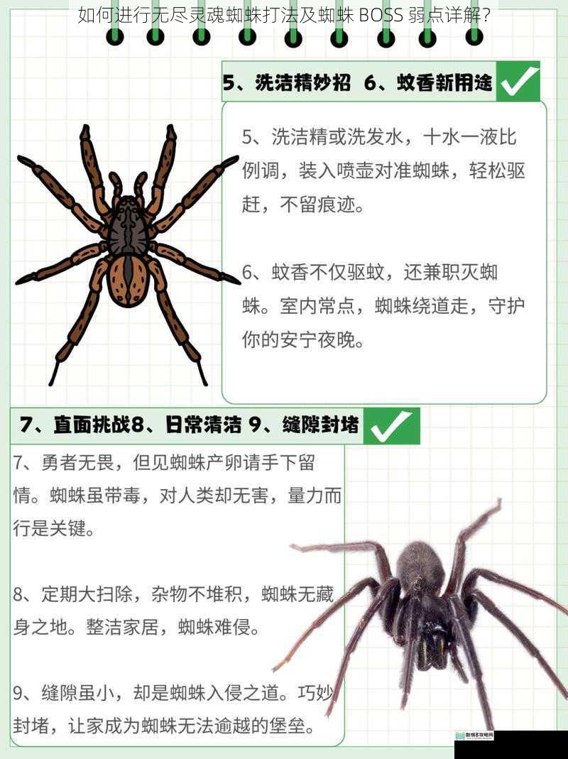 如何进行无尽灵魂蜘蛛打法及蜘蛛 BOSS 弱点详解？